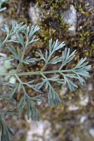 Seseli austriacum \ sterreicher Bergfenchel, sterreicher Sesel, A Kärnten, St. Paul im Lavanttal 4.4.2023