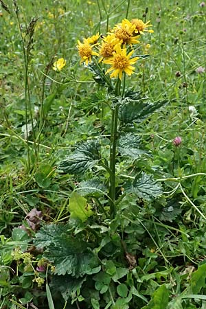 Senecio alpinus \ Alpen-Greiskraut / Alpine Ragwort, A Admont 5.7.2024