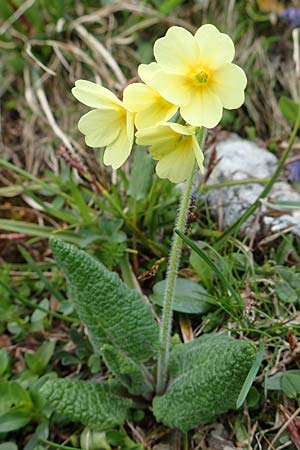 Primula elatior \ Hohe Schlsselblume, Wald-Primel, A Schneealpe 30.6.2020