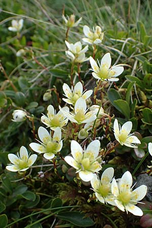 Saxifraga bryoides / Mossy Saxifrage, A Niedere Tauern, Sölk-Pass 26.7.2021