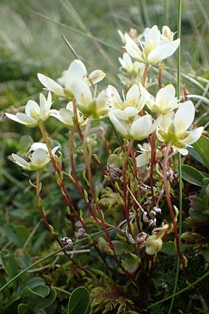 Saxifraga bryoides \ Moos-Steinbrech / Mossy Saxifrage, A Niedere Tauern, Sölk-Pass 26.7.2021