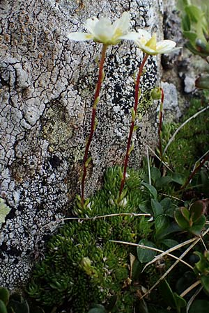 Saxifraga bryoides \ Moos-Steinbrech / Mossy Saxifrage, A Niedere Tauern, Sölk-Pass 26.7.2021