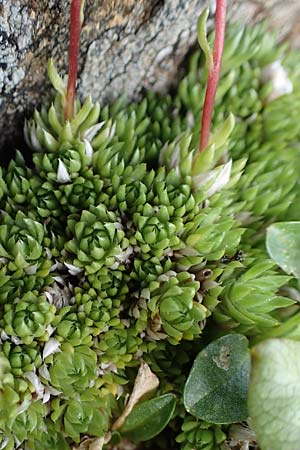 Saxifraga bryoides \ Moos-Steinbrech / Mossy Saxifrage, A Niedere Tauern, Sölk-Pass 26.7.2021