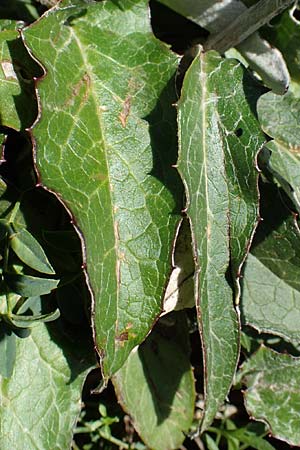 Saussurea discolor \ Zweifarbige Alpenscharte, Filz-Alpenscharte, A Eisenerzer Reichenstein 28.7.2021