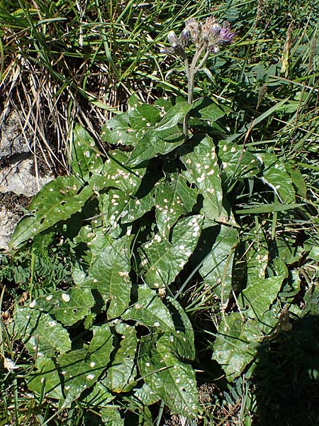 Saussurea discolor \ Zweifarbige Alpenscharte, Filz-Alpenscharte / Heart-Leaved Saussurea, A Eisenerzer Reichenstein 28.7.2021