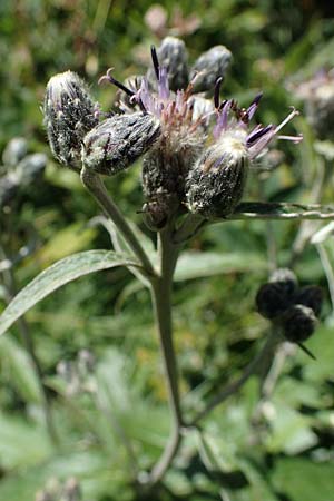 Saussurea discolor \ Zweifarbige Alpenscharte, Filz-Alpenscharte / Heart-Leaved Saussurea, A Eisenerzer Reichenstein 28.7.2021