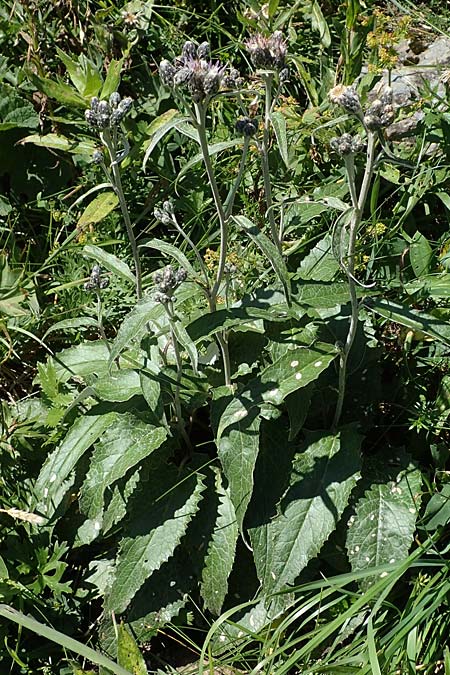 Saussurea discolor \ Zweifarbige Alpenscharte, Filz-Alpenscharte / Heart-Leaved Saussurea, A Eisenerzer Reichenstein 28.7.2021