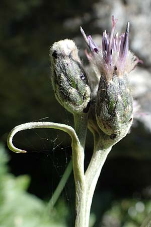 Saussurea discolor / Heart-Leaved Saussurea, A Eisenerzer Reichenstein 28.7.2021