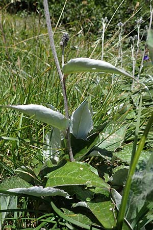 Saussurea discolor / Heart-Leaved Saussurea, A Eisenerzer Reichenstein 28.7.2021