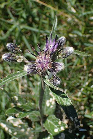 Saussurea discolor / Heart-Leaved Saussurea, A Eisenerzer Reichenstein 28.7.2021