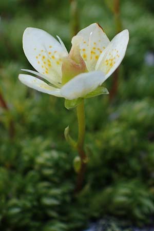 Saxifraga bryoides / Mossy Saxifrage, A Wölzer Tauern, Hohenwart 29.7.2021