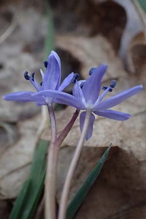 Scilla bifolia s.str. \ Zweiblttriger Blaustern / Alpine Squill, A Hainburg 7.3.2024