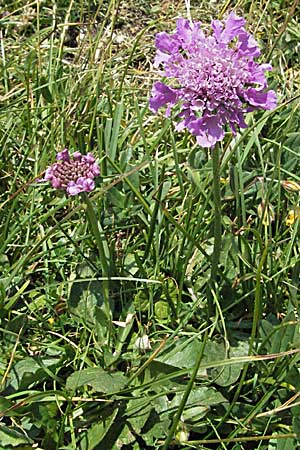 Scabiosa columbaria \ Tauben-Skabiose / Small Scabious, A Kärnten/Carinthia, Petzen 21.7.2007