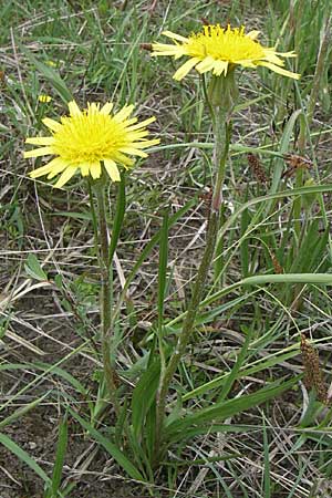 Scorzonera humilis \ Kleine Schwarzwurzel / Viper's Grass, A Reutte 25.5.2008