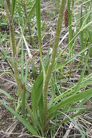 Scorzonera humilis \ Kleine Schwarzwurzel / Viper's Grass, A Reutte 25.5.2008