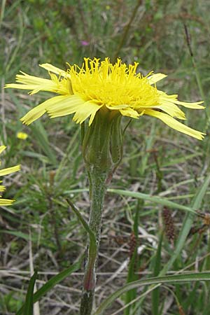 Scorzonera humilis / Viper's Grass, A Reutte 25.5.2008