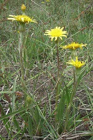Scorzonera humilis \ Kleine Schwarzwurzel / Viper's Grass, A Reutte 25.5.2008