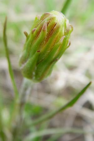 Scorzonera humilis \ Kleine Schwarzwurzel / Viper's Grass, A Reutte 25.5.2008