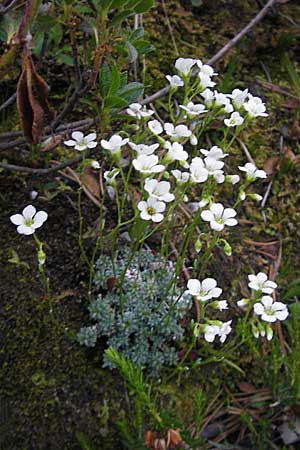 Saxifraga caesia \ Blaugrner Steinbrech / Grey Saxifrage, A Hahntennjoch 16.7.2010