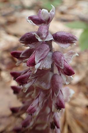 Lathraea squamaria \ Gewhnliche Schuppenwurz, A Kärnten, Feistritz im Rosental 17.5.2016