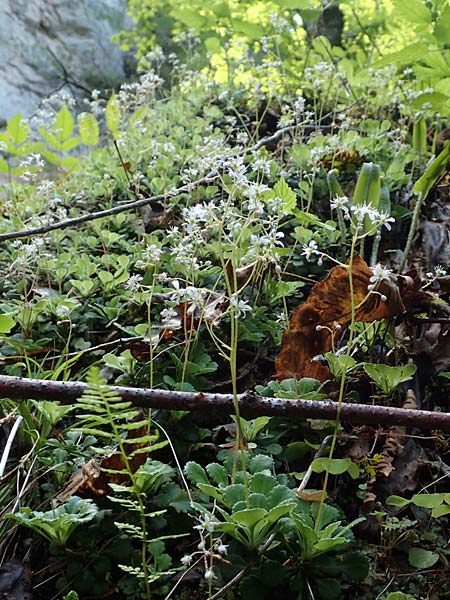 Saxifraga cuneifolia \ Keilblättriger Steinbrech / Lesser London Pride, A Kärnten/Carinthia, Gallizien 18.5.2016