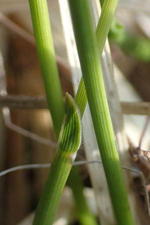 Sesleria caerulea \ Kalk-Blaugras / Moor Grass, A Reutte 2.5.2019