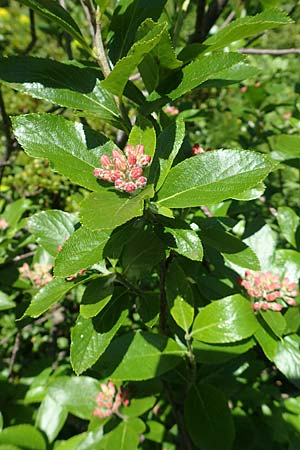 Sorbus chamaemespilus \ Zwerg-Mehlbeere, Berg-Mehlbeere / Dwarf Whitebeam, False Medlar, A Tauplitz-Alm 5.7.2020