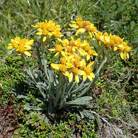 Senecio incanus subsp. carniolicus \ Krainer Greiskraut / Carniolan Ragwort, A Wölzer Tauern, Kleiner Zinken 24.7.2021