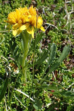 Senecio incanus subsp. carniolicus \ Krainer Greiskraut / Carniolan Ragwort, A Wölzer Tauern, Kleiner Zinken 24.7.2021