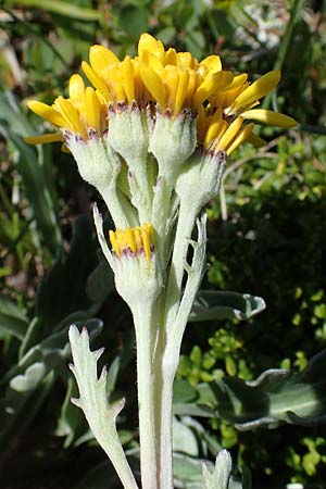 Senecio incanus subsp. carniolicus \ Krainer Greiskraut / Carniolan Ragwort, A Wölzer Tauern, Kleiner Zinken 24.7.2021