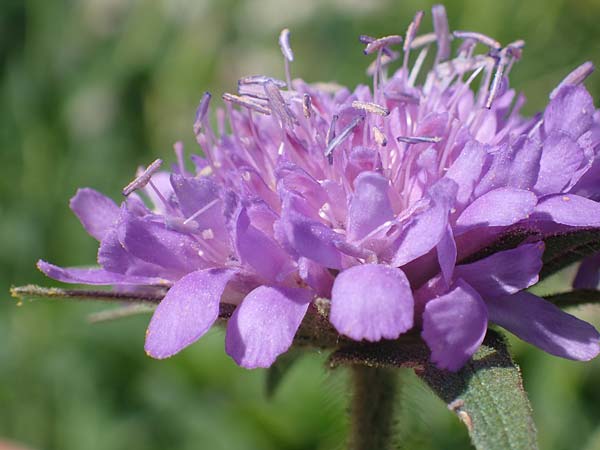 Knautia drymeia subsp. drymeia \ Ungarische Witwenblume, Balkan-Witwenblume, A Eisenerzer Reichenstein 28.7.2021