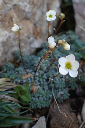 Saxifraga caesia \ Blaugrner Steinbrech / Grey Saxifrage, A Eisenerzer Reichenstein 28.7.2021