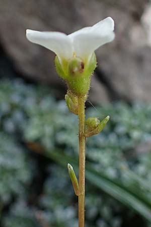 Saxifraga caesia \ Blaugrner Steinbrech / Grey Saxifrage, A Eisenerzer Reichenstein 28.7.2021