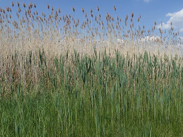 Phragmites australis \ Schilf / Common Reed, A Seewinkel, Podersdorf 10.5.2022