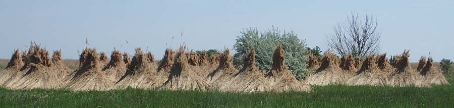 Phragmites australis \ Schilf, A Mörbisch 11.5.2022