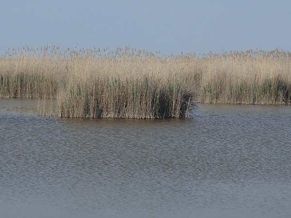 Phragmites australis / Common Reed, A Mörbisch 11.5.2022