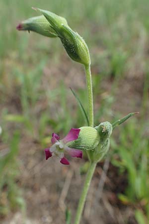 Silene conica \ Kegel-Leimkraut / Sand Campion, A Siegendorf 13.5.2022