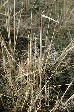 Stipa capillata \ Haar-Pfriemengras, A Perchtoldsdorf 22.9.2022