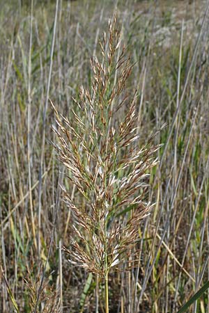 Phragmites australis \ Schilf / Common Reed, A Seewinkel, Apetlon 23.9.2022