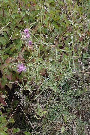 Centaurea scabiosa \ Skabiosen-Flockenblume, A Hainburg 25.9.2022