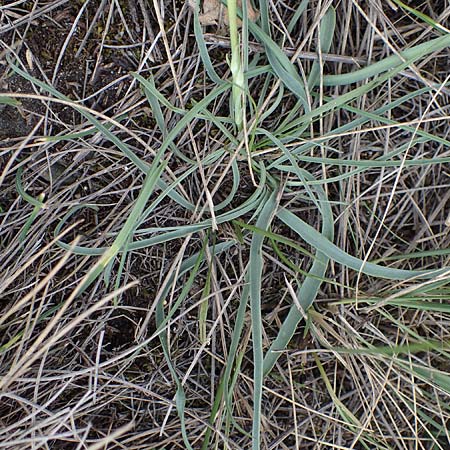 Scorzonera austriaca \ sterreichische Schwarzwurzel, A Hainburg 25.9.2022