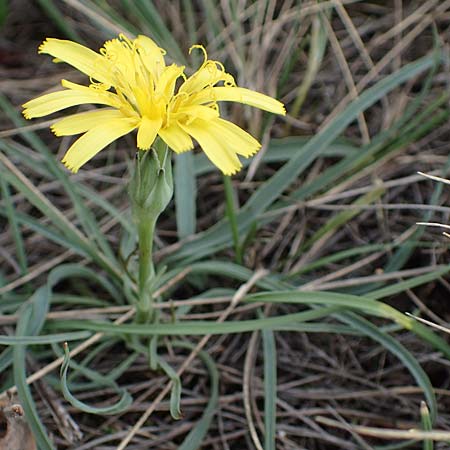 Scorzonera austriaca / Austrian Viper's Grass, A Hainburg 25.9.2022