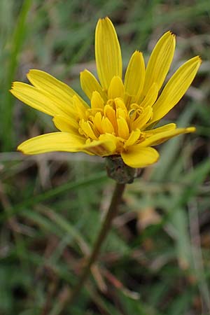 Scorzonera cana \ Jacquins Schwarzwurzel, Graue Schwarzwurzel / Jacquin's Viper's Grass, A Seewinkel, Apetlon 27.9.2022