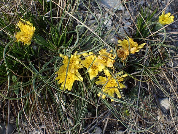 Scorzonera austriaca \ sterreichische Schwarzwurzel / Austrian Viper's Grass, A Hainburg 3.4.2023