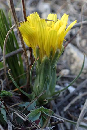 Scorzonera austriaca \ sterreichische Schwarzwurzel / Austrian Viper's Grass, A Hainburg 3.4.2023