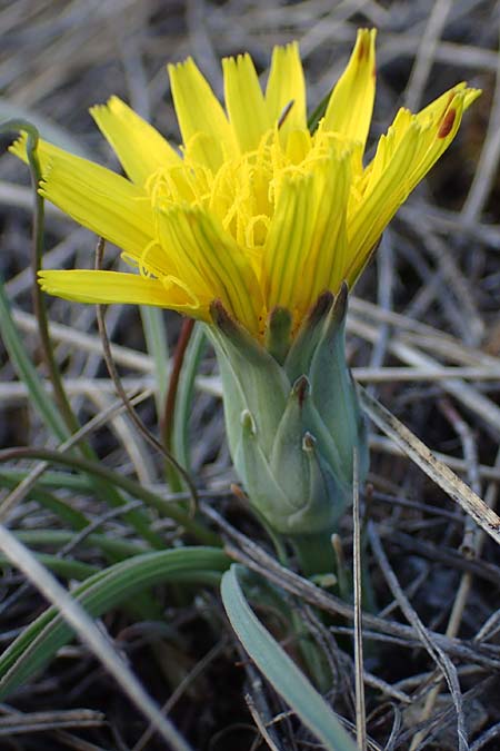 Scorzonera austriaca / Austrian Viper's Grass, A Hainburg 3.4.2023