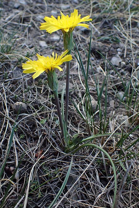 Scorzonera austriaca \ sterreichische Schwarzwurzel / Austrian Viper's Grass, A Hainburg 3.4.2023