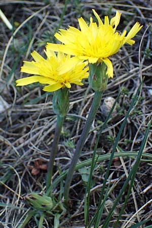 Scorzonera austriaca \ sterreichische Schwarzwurzel, A Hainburg 3.4.2023