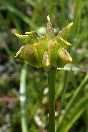 Caltha palustris \ Sumpf-Dotterblume, A Kärnten, Koralpe 1.7.2022