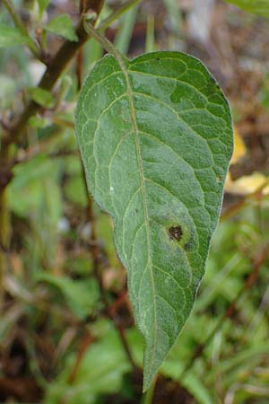 Solanum dulcamara \ Bitterser Nachtschatten, A St. Andrä 27.9.2022